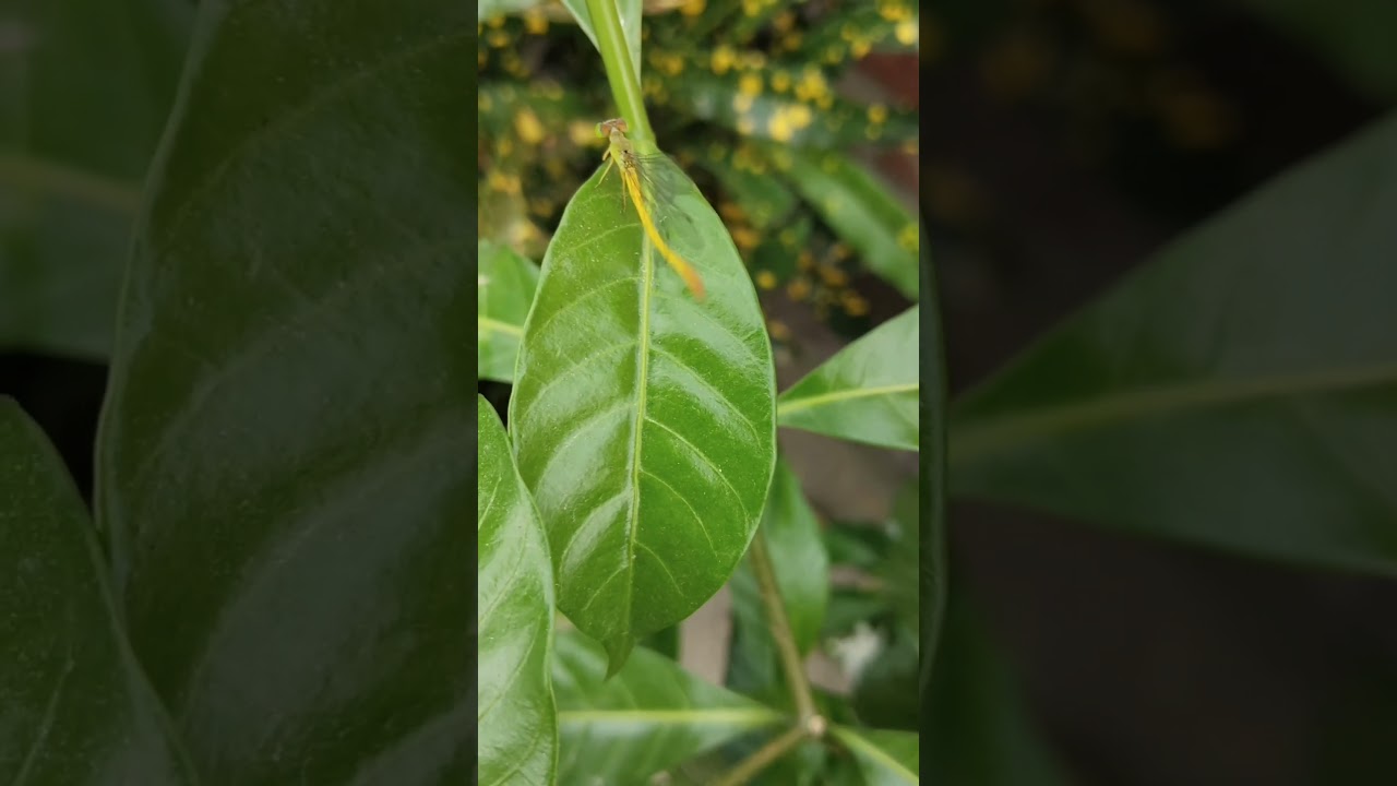 This is the last video of damselfly's in 2025🦋 