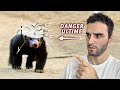 Les animaux les plus agressifs (ne le croise jamais !)