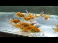 Пересадка барбусов(МАЛЬКОВ), кормление золотых рыбок