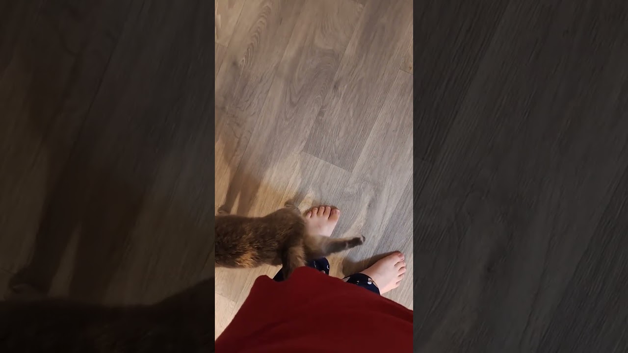 @hai.leahann: This is Luna (aka Bean) She has a super special move we named...