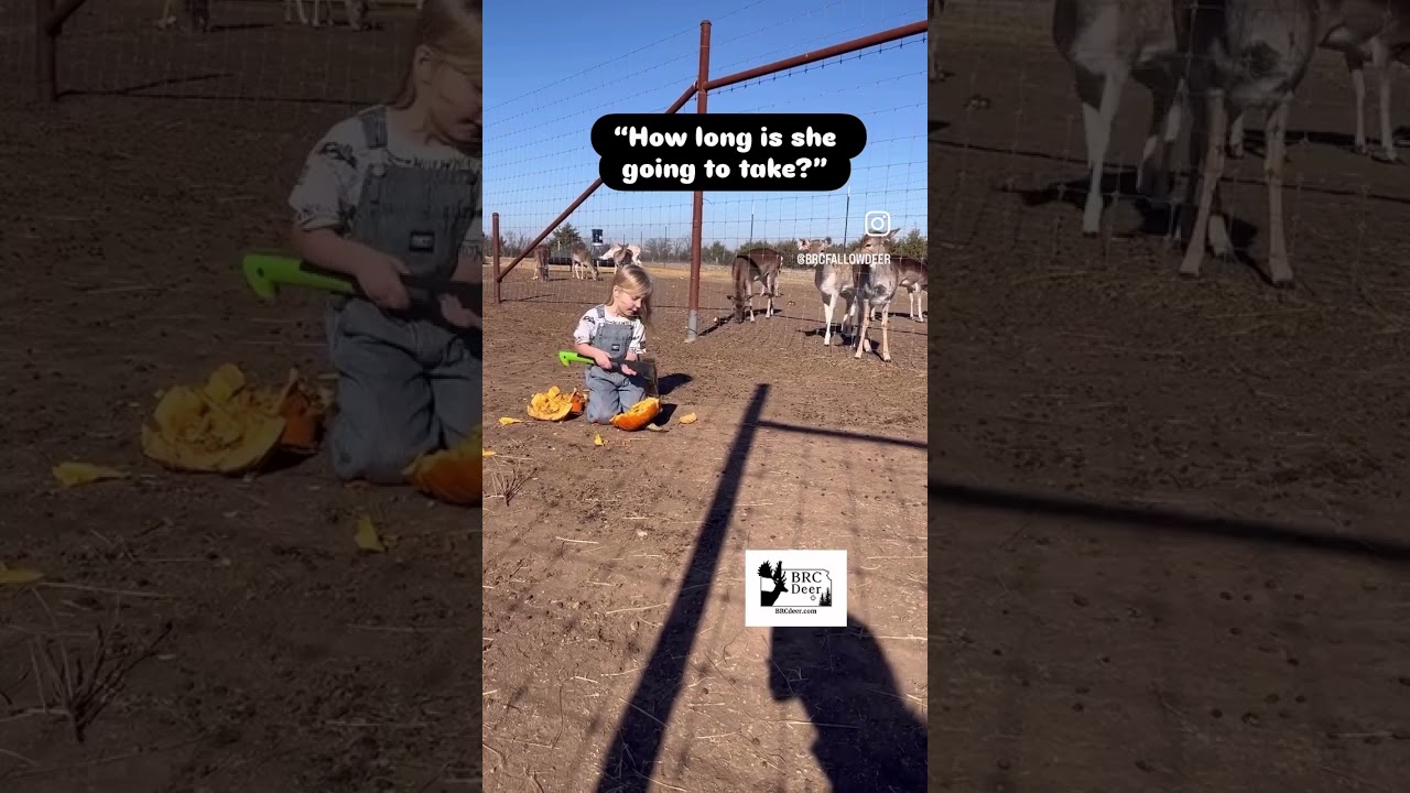 Разрешаю своему ребёнку использовать топор на оленьей ферме (да, это правда) 