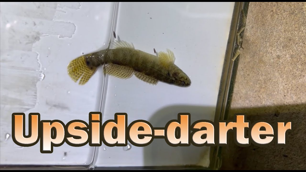 Microfishing: Spotting Tails, Day 1, Part 2
