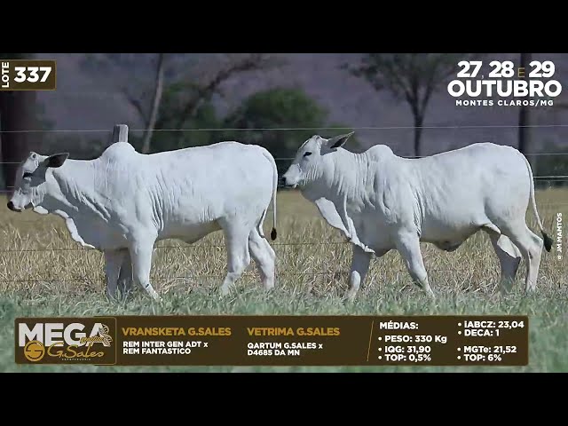 LOTE 337   MFBN 11243 11646