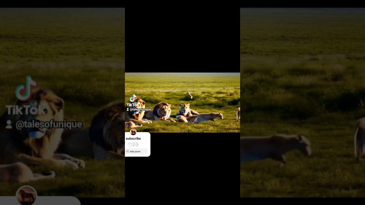 Leopard’s Wild Chase Interrupts Lion Pride Resting 