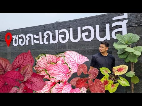 ผลสลากกินแบ่งรัฐบาล วันที่ 1 พย. 2567