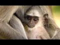 Monkey Dad SAVING His Babies | Father's Day | Love Nature