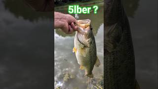 Big Bass!! #largemouthbass #fishing #outdoors #summer #fun