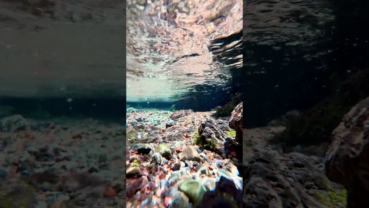 [水中映像]夏の三島市白滝公園にて　2025年7月撮影　#shorts #三島市 #水中動画