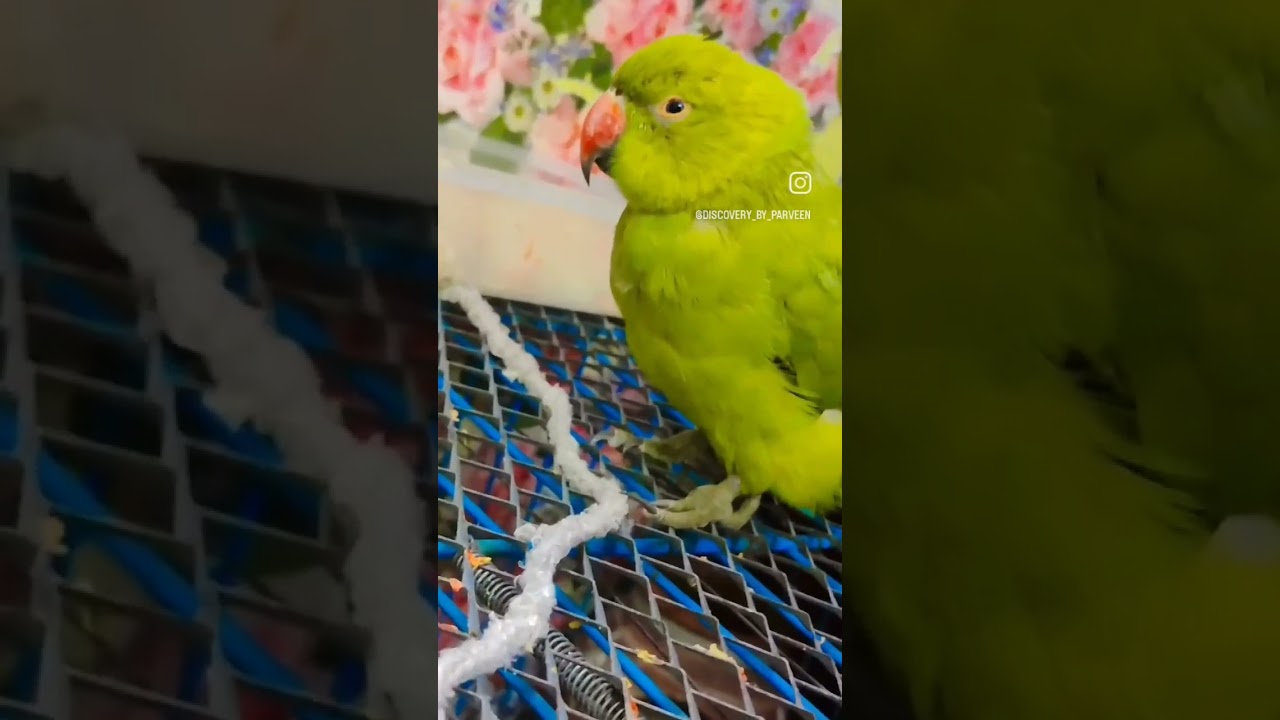 Hey ; What You Doing | 