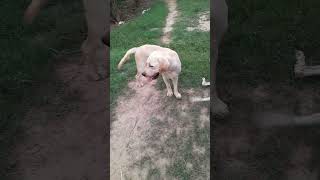 Download Lagu SECURITY #doglover #dog #dogs #labrador #puppy #viralvideo #viralshort #video #trending #shooq #song MP3