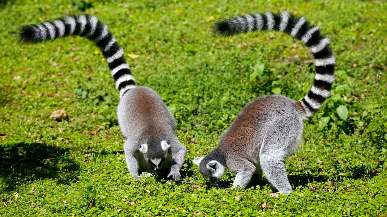 Ring-Tailed Lemurs: Madagascar's Iconic Primates!