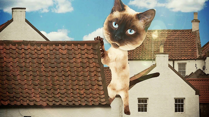 El Señor Don Gato
