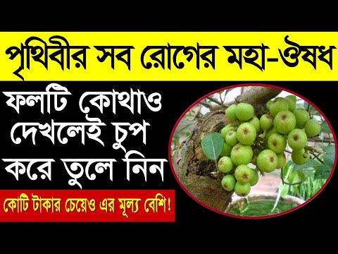 ভিডিও: ডুমুর পাকা হবে না: কেন ডুমুর গাছে পাকা বন্ধ করে