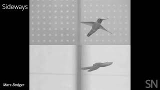 See in slow motion how a hummingbird navigates a narrow gap | Science News