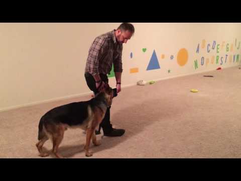 How to Start German Shepherd Obedience Training - PetHelpful
