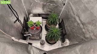 Zoltrix - OLD SCHOOL FAVORITES!  ORGANIC GARDENING!  GROWN WITH TNB NATURALS!  #tnb #tnbnaturals
