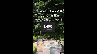 【夢開拓者】チャンネル登録者1500人目指す赤猫かるまのライブ配信 #shorts #ディズニー #disney  #youtubeshorts #東京ディズニーリゾート #チャンネル登録