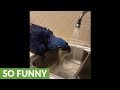 Thirsty hyacinth macaw drinks from faucet