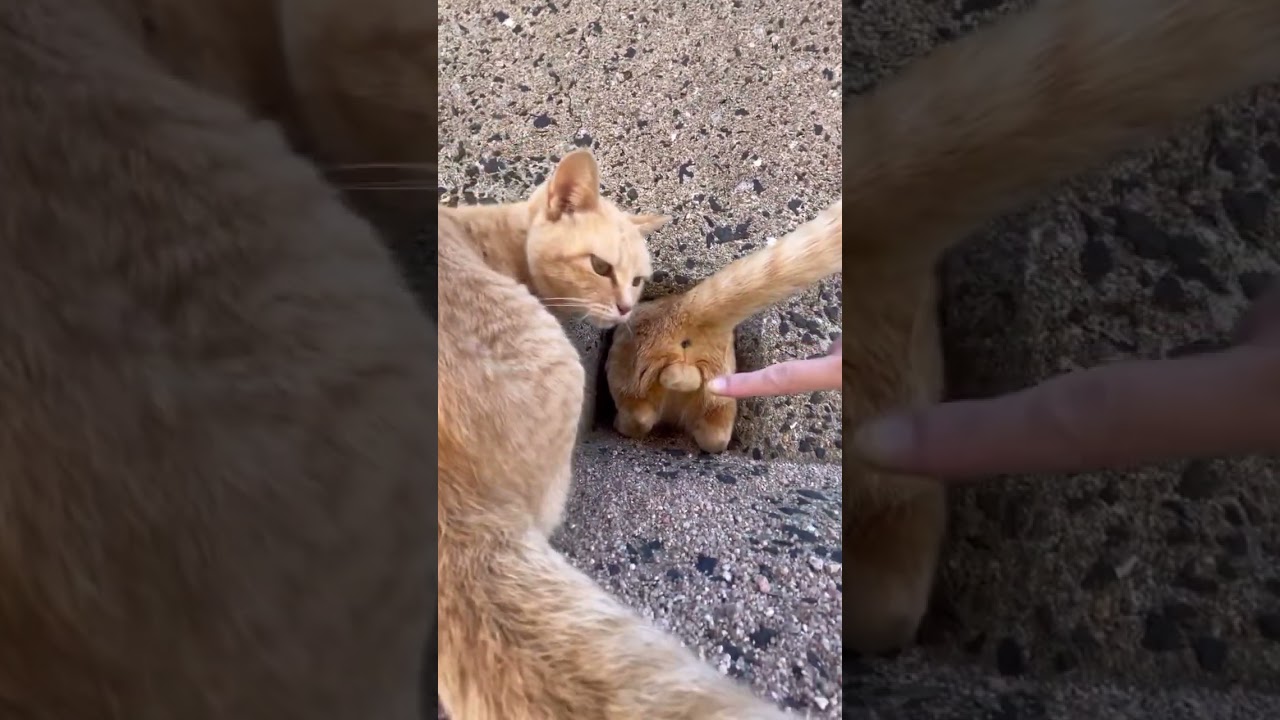 Cat has big balls do not touch it ever 🤣 