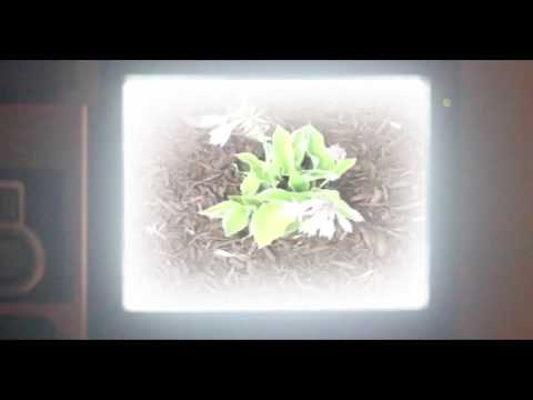 GIN STREET- HIGH LIFE (Official Video)