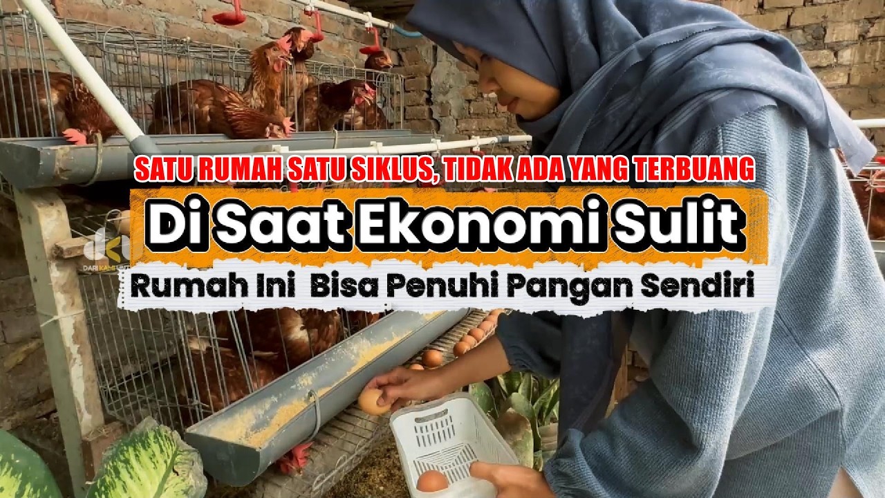 Lahan Sempit Jadi Sumber Pangan Keluarga! Dari Sampah Dapur Jadi Telur, Daging & Sayur