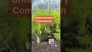 Unnecessary Competition #chard #fennel #quickrotationcrops #fertility @REDGardens