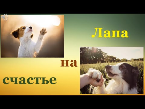 Видеопрезентация «Лапа на счастье!»