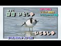播磨の渡り鳥 坂本冬美 字義版