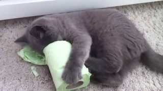 British Shorthair Kitten Playing