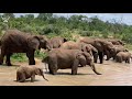 Waterhole Time with the Jabulani Herd & Albino Elephant Calf, Khanyisa 🐘💦
