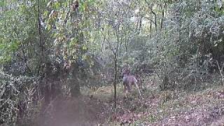 Full Big 8 point - 3rd Video - Wildgame innovations WGI - X6c camera Update