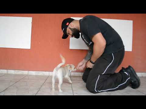 Vídeo: Como Treinar Chihuahua