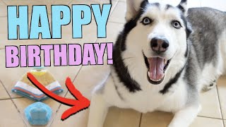Siberian Husky GOES CRAZY For Her Birthday!!!