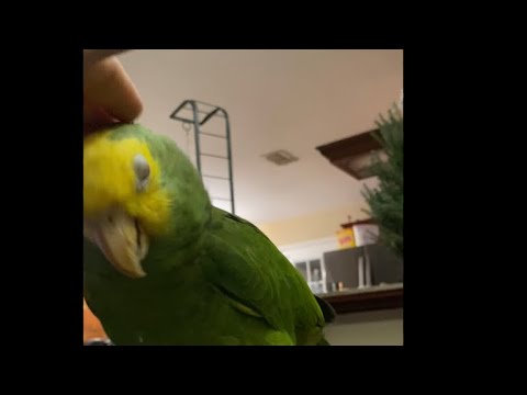 Our Amazon parrot missed me this week.