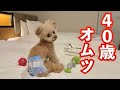 犬にオムツ履かせたらテンション変になっちゃいましたw【トイプードル】[4K]