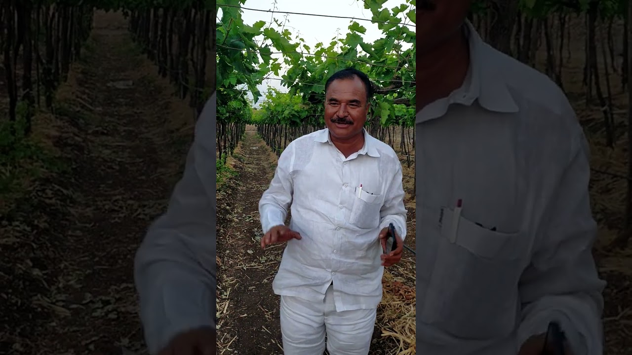 द्राक्षशेती अभ्यासक श्री.मारुती नाना चव्हाण यांचे द्राक्षबागेतील काडी व्यवस्थापन विषयी मार्गदर्शन