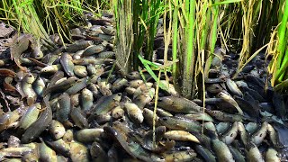 OMG ! Many Babe Fishes Die in Dry Season - Amazing Boy Search &amp; College Lot of Babe fish at Field