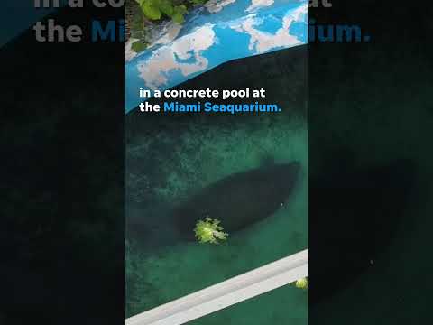 Viral video of lonely manatee in concrete pool sparks rescue efforts from activists #Shorts