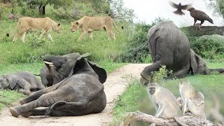 'DRUNK' ELEPHANTS! 😂 🐘 🍻 by MalaMala Game Reserve 12,996 views 2 months ago 7 minutes, 34 seconds