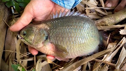 Tập 343 - Câu Cá Rô Gặp Hàng Khủng Cở Này Là Bao Phê Nhe | Câu Cá Rô Đồng | miền quê Tiền Giang