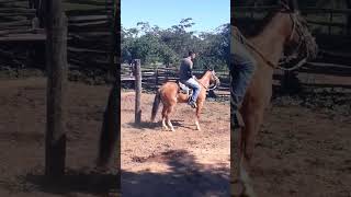 Cavalo bravo ataca De Novo! #cavalo #humor