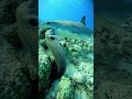 #underwater #ocean #scuba #diving #shark