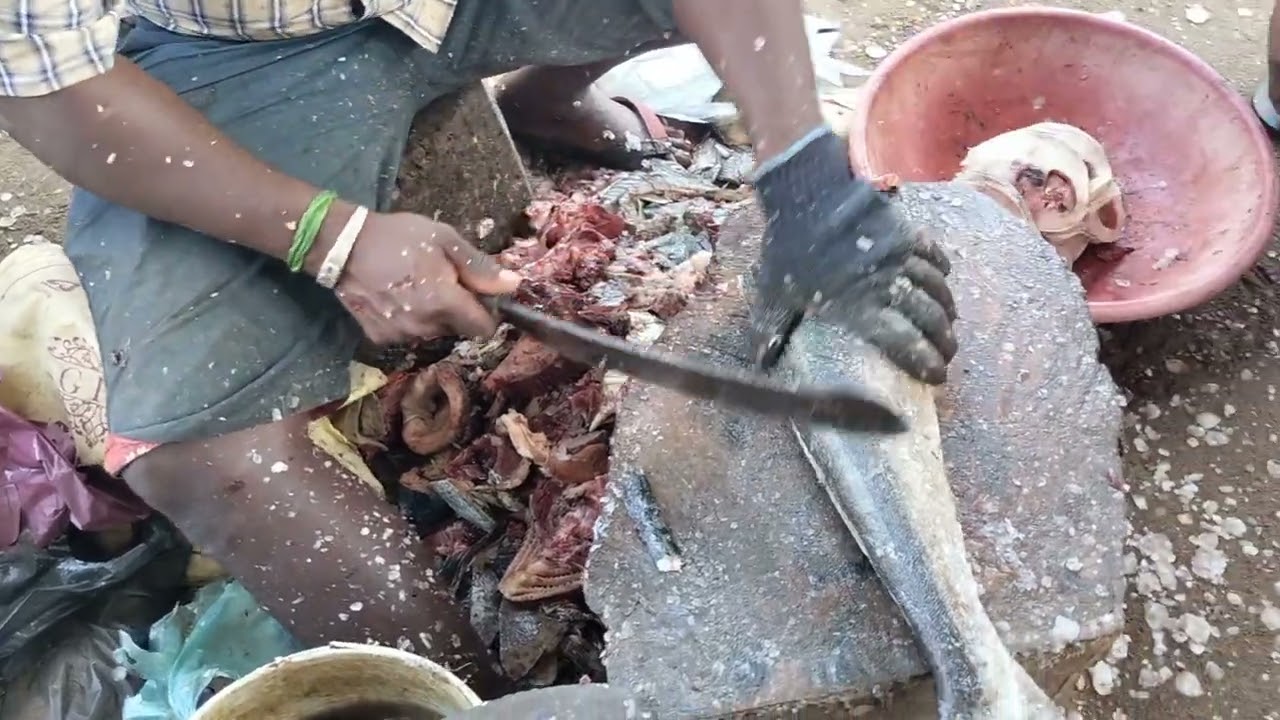 cobia fish round cutting | big fish cutting | sugumar fish cutting Cuddalore OT Harbour.