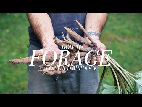 Foraging for Wild Burdock with Chef Shawn Adler