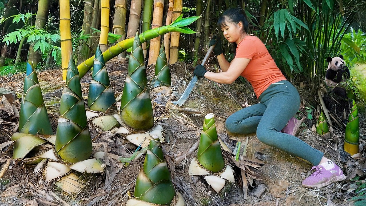 Harvesting Many Big Bamboo Shoots - Goes To Market Sell | New Free Bushcraft