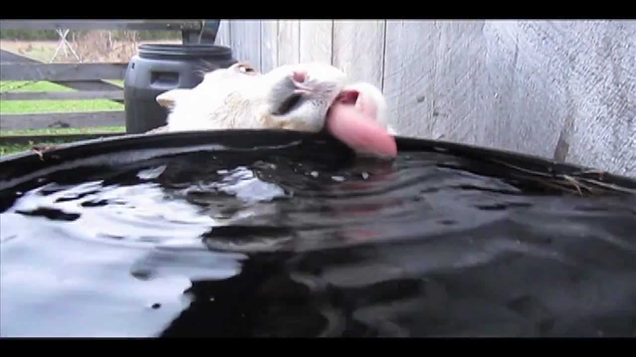 weird goat being weird at piebird youtube