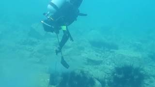 20190714_島勝浦ガンガゼ駆除2