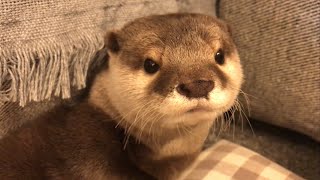 Otter sakura responds to 'meal time'