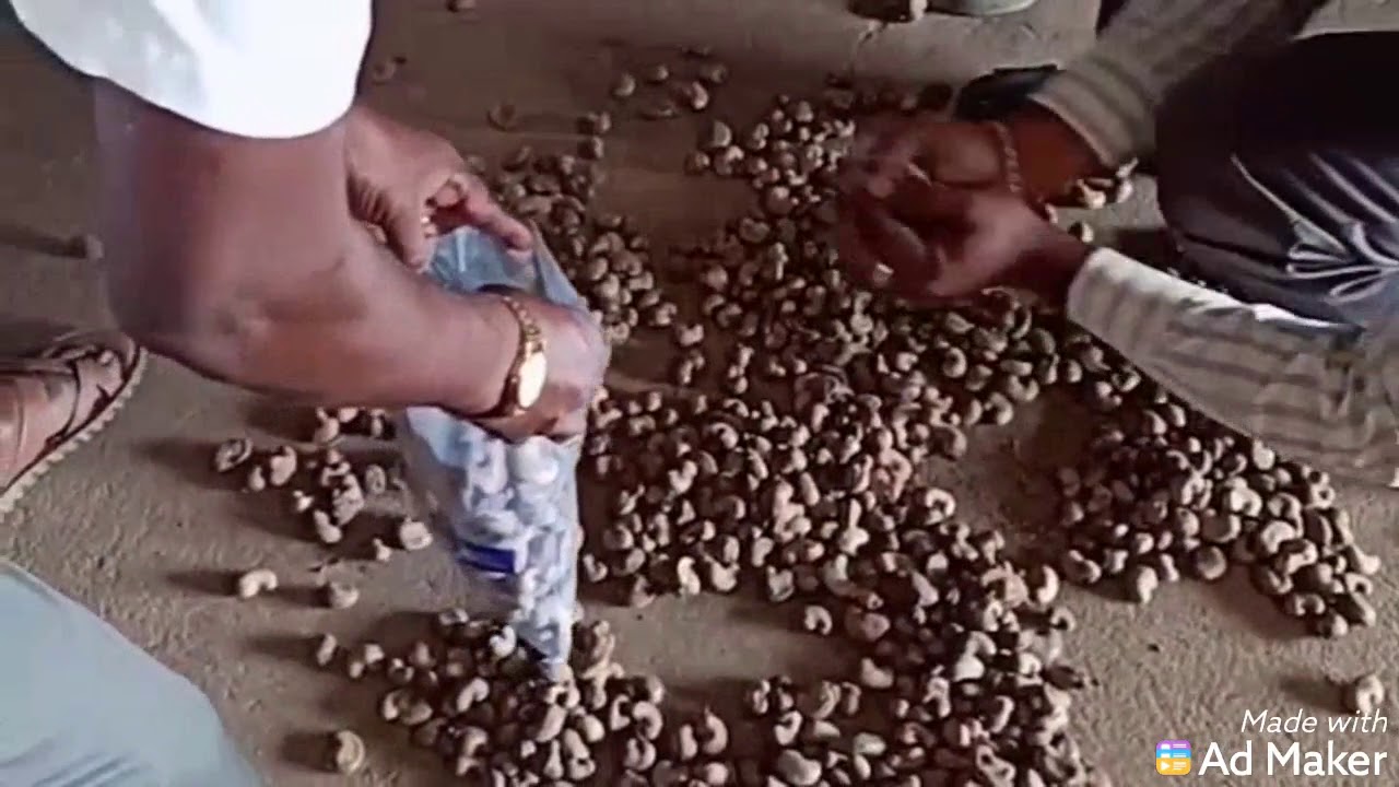 RAW Cashews quality check in warehouse YouTube