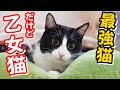 うちの最強ハチワレ猫の正体が実は乙女で可愛すぎました